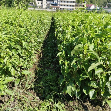 水杨桃实生苗大量供应，长势旺盛，根系发达，诚信经营