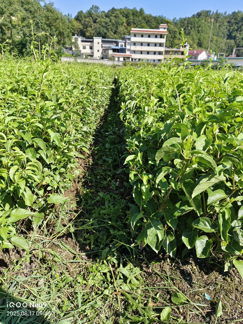 水杨桃实生苗大量供应，长势旺盛，根系发达，诚信经营