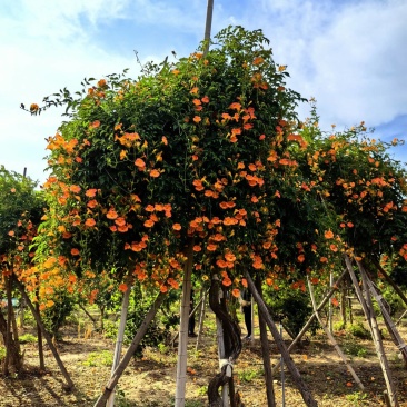 凌霄花/中华凌霄花/爬藤凌霄花/美国凌霄花