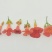 凌霄花/中华凌霄花/爬藤凌霄花/美国凌霄花