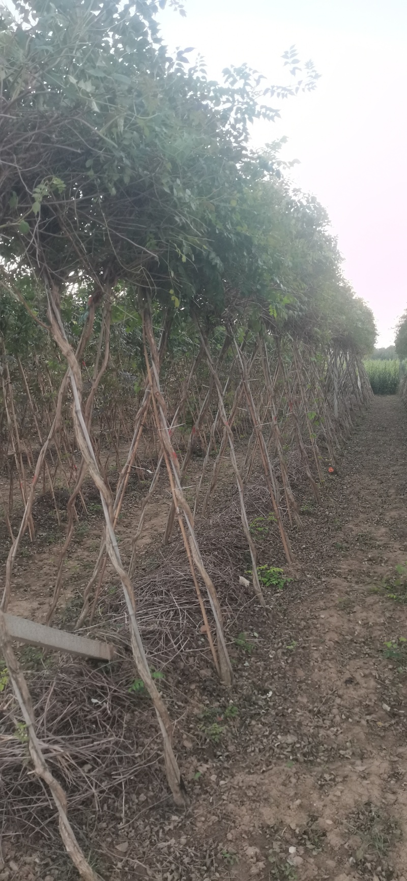 凌霄花/中华凌霄花/爬藤凌霄花/美国凌霄花
