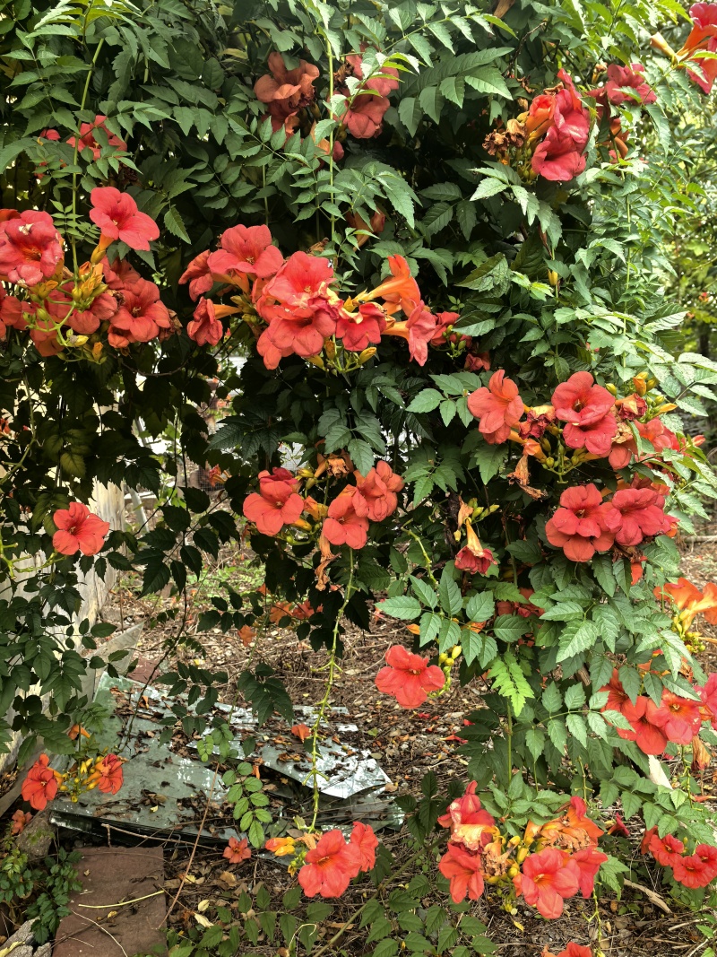 凌霄花/中华凌霄花/爬藤凌霄花/美国凌霄花