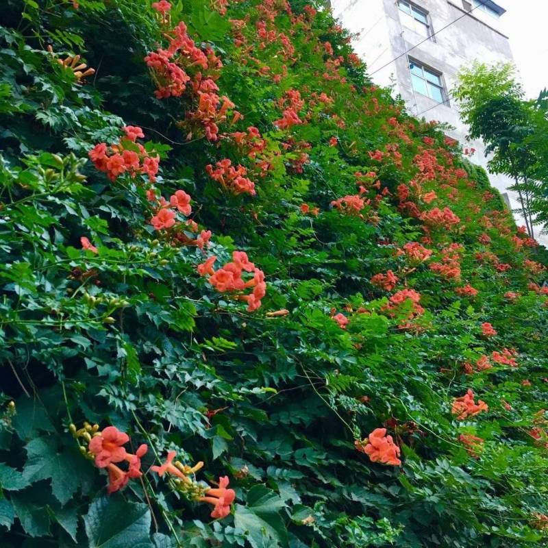 凌霄花/中华凌霄花/爬藤凌霄花/美国凌霄花