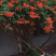 凌霄花/中华凌霄花/爬藤凌霄花/美国凌霄花