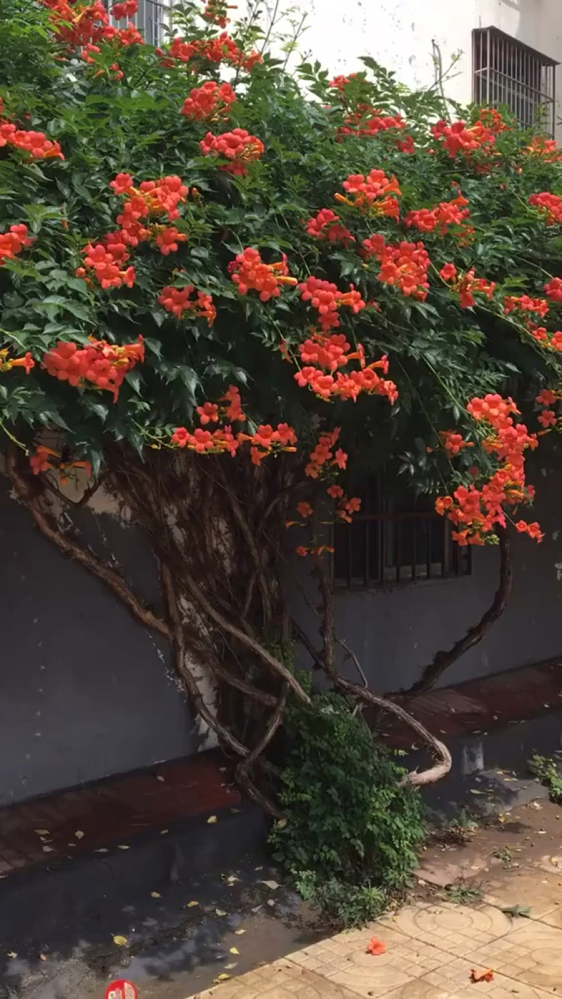 凌霄花/中华凌霄花/爬藤凌霄花/美国凌霄花