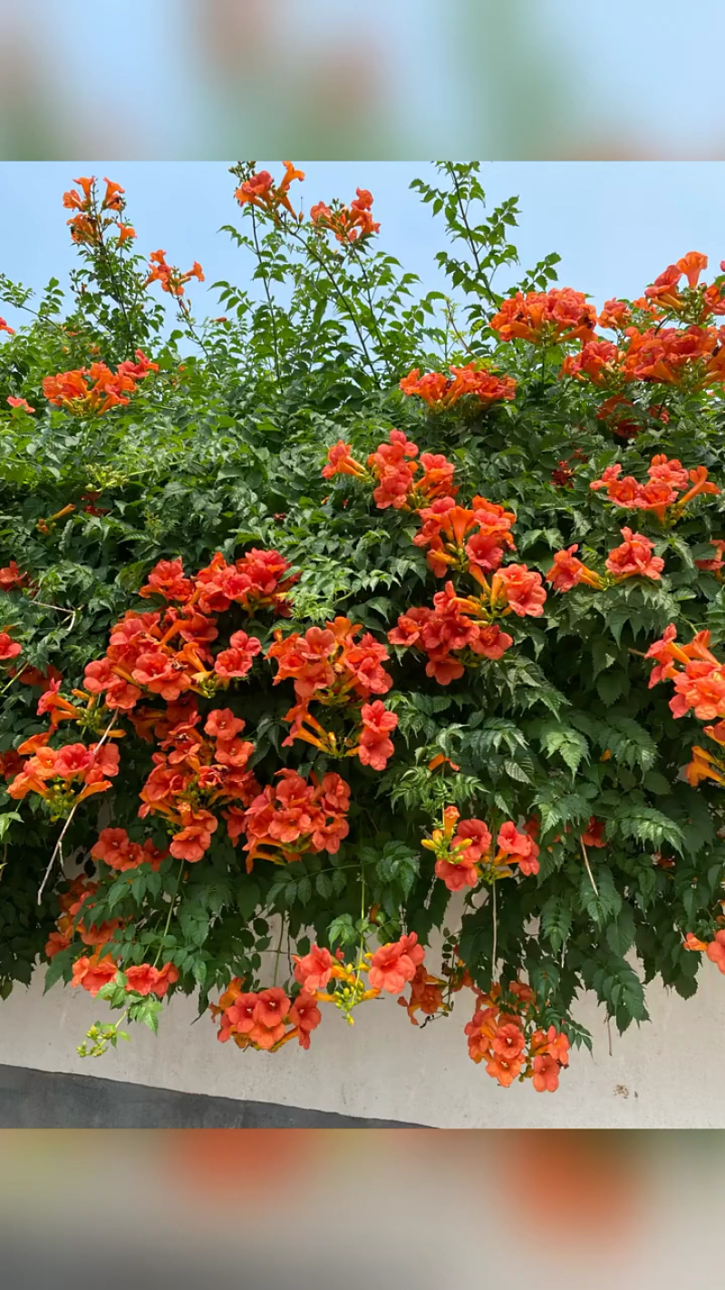 凌霄花/中华凌霄花/爬藤凌霄花/美国凌霄花