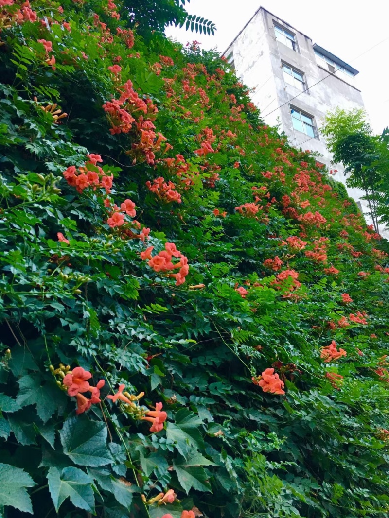 凌霄花/中华凌霄花/爬藤凌霄花/美国凌霄花