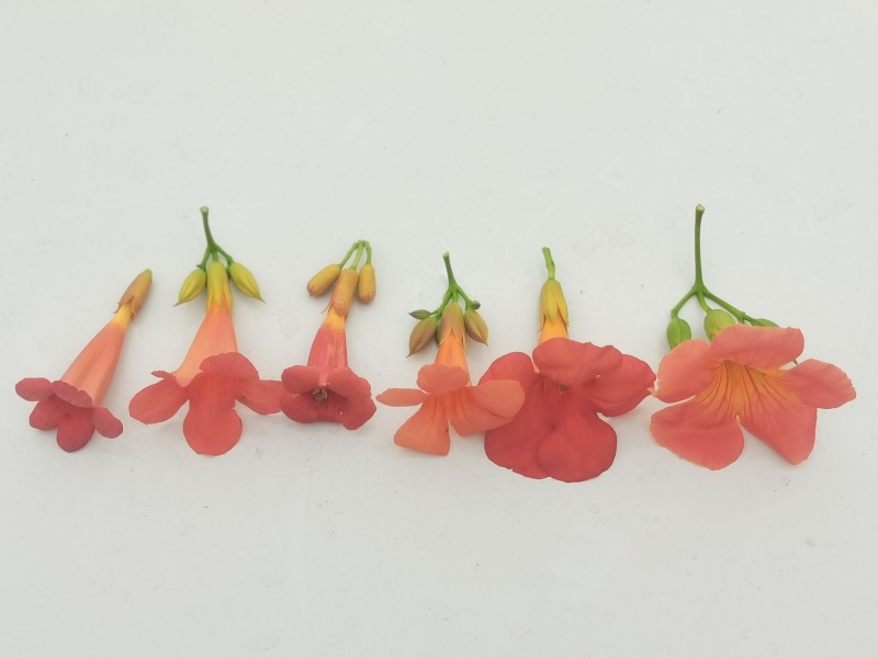 凌霄花/中华凌霄花/爬藤凌霄花/美国凌霄花
