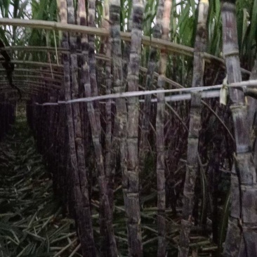大量甘蔗上市，价格美丽