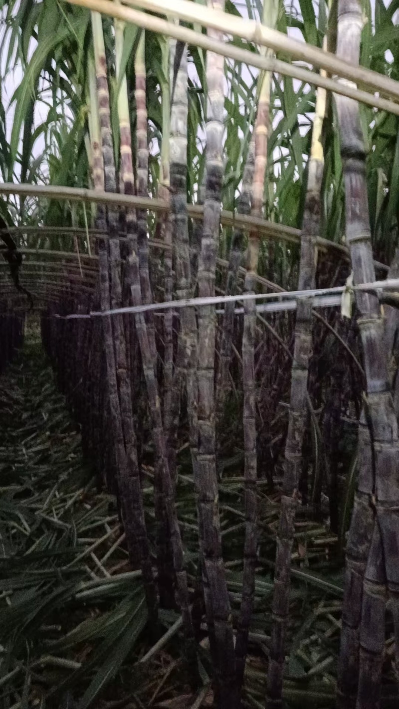 大量甘蔗上市，价格美丽
