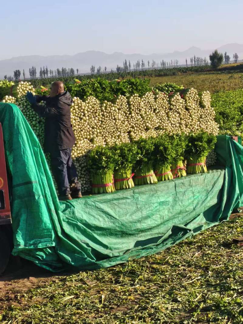 内蒙古精品皇后芹菜大量上市基地直发品质保证量大从优