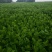 精品皇后芹菜大量上市品质保证量大从优一手货源