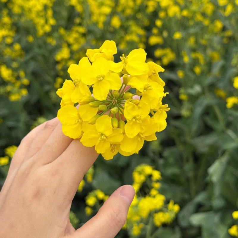 华油100油菜种子白菜型油菜籽半冬型白菜型油菜抗病耐寒