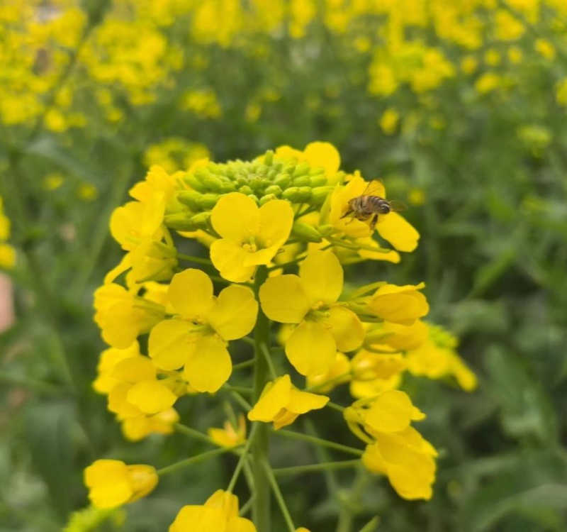 华油100油菜种子白菜型油菜籽半冬型白菜型油菜抗病耐寒