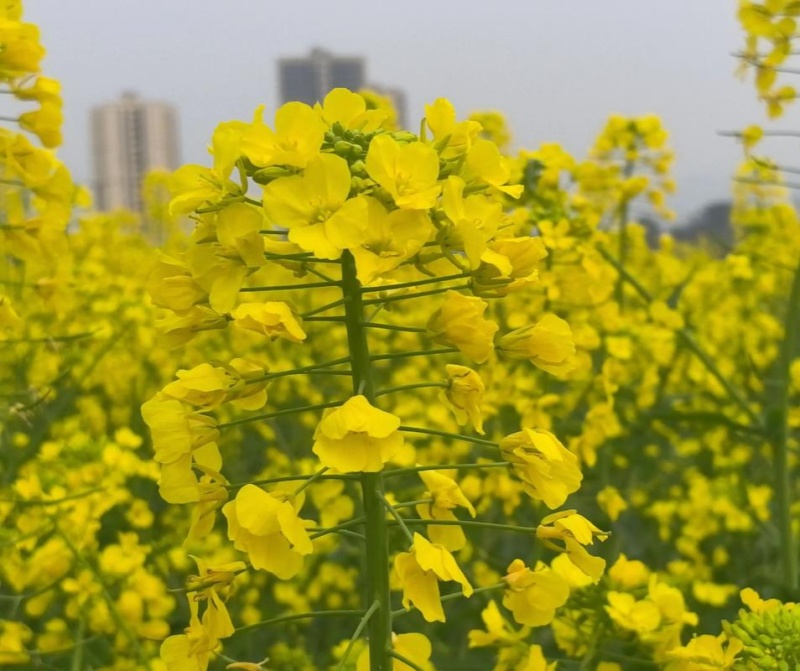 华油100油菜种子白菜型油菜籽半冬型白菜型油菜抗病耐寒