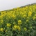 华油100油菜种子白菜型油菜籽半冬型白菜型油菜抗病耐寒