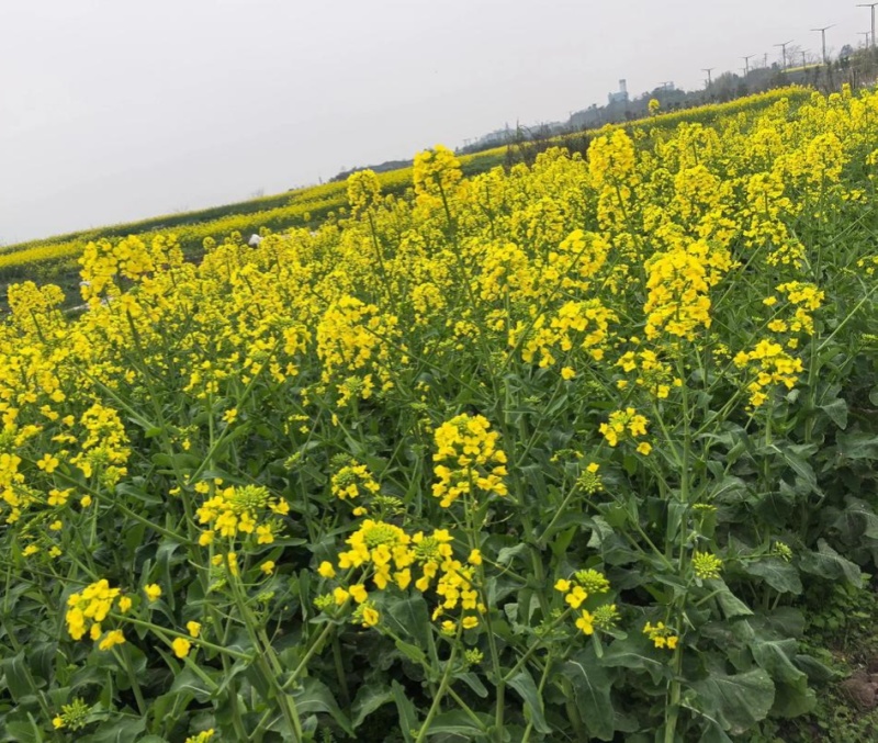 华油100油菜种子白菜型油菜籽半冬型白菜型油菜抗病耐寒