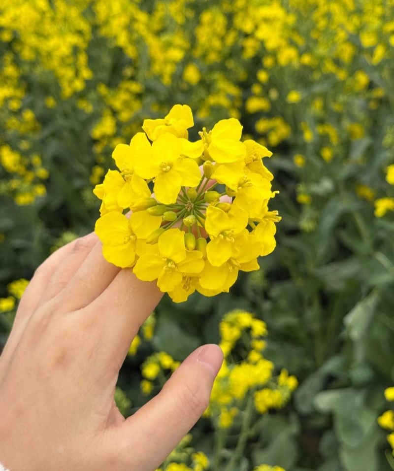 华油100油菜种子白菜型油菜籽半冬型白菜型油菜抗病耐寒