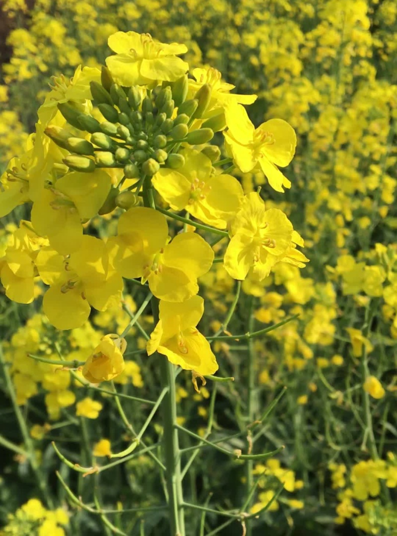 华油100油菜种子白菜型油菜籽半冬型白菜型油菜抗病耐寒