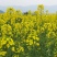 华油100油菜种子白菜型油菜籽半冬型白菜型油菜抗病耐寒