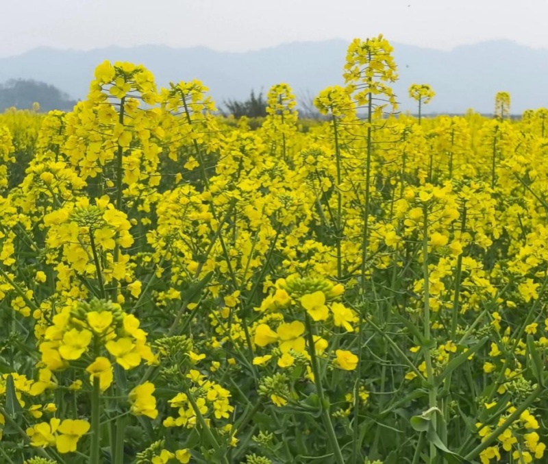 华油100油菜种子白菜型油菜籽半冬型白菜型油菜抗病耐寒