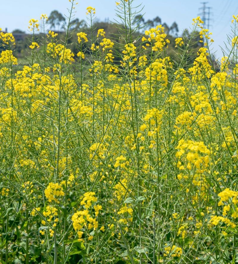 华油100油菜种子白菜型油菜籽半冬型白菜型油菜抗病耐寒