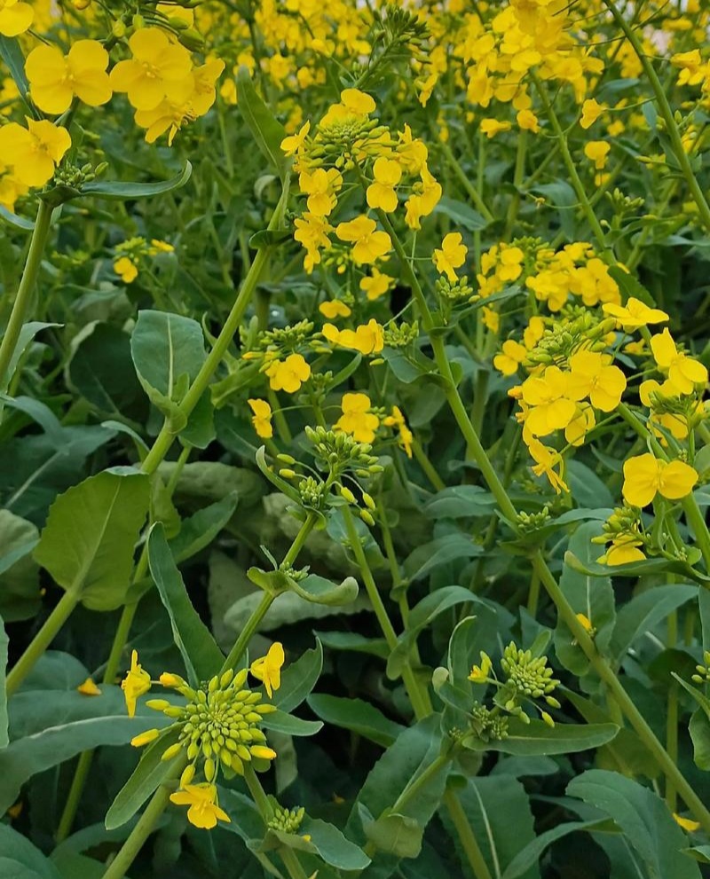 华油100油菜种子白菜型油菜籽半冬型白菜型油菜抗病耐寒