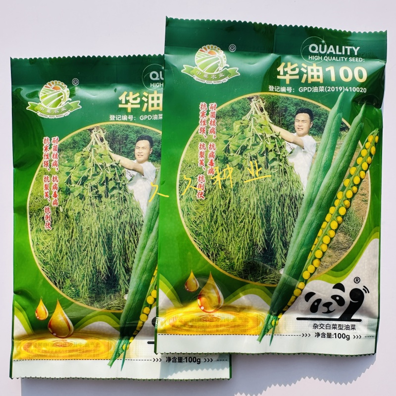 华油100油菜种子白菜型油菜籽半冬型白菜型油菜抗病耐寒