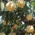 冬桃