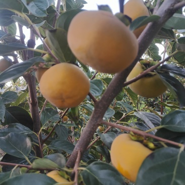 山西阳丰脆柿，巧克力柿子