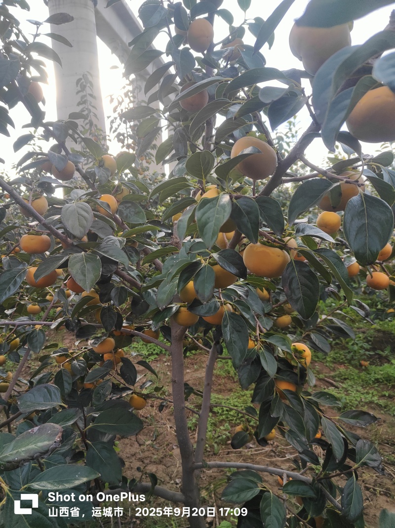 山西阳丰脆柿，巧克力柿子