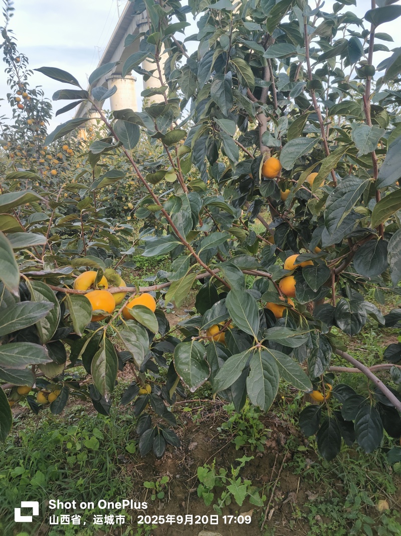 山西阳丰脆柿，巧克力柿子