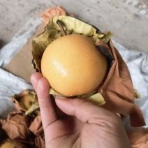 【辛集水果基地】秋月梨口感超甜梨子价格不高，规格齐全