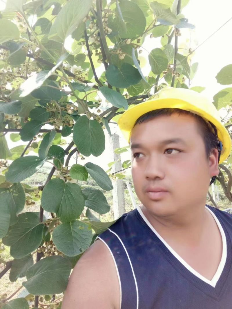 凤凰红心猕猴桃