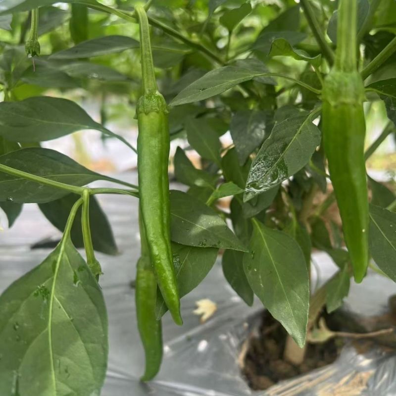 苏润樟树2号辣椒种子早熟高产抗病优质羊角椒种籽孑农家春秋