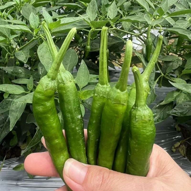 苏润樟树2号辣椒种子早熟高产抗病优质羊角椒种籽孑农家春秋