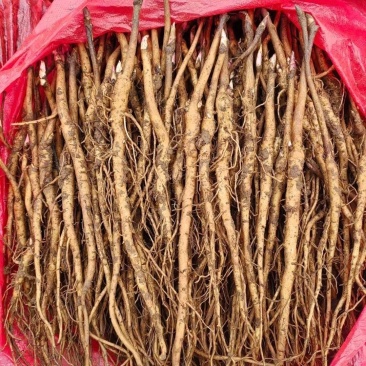 牡丹苗油用正品牡丹苗2025新挖包成活亳州牡丹苗