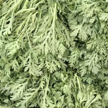 优质茼蒿菜，贵州基地直发，现采摘发货