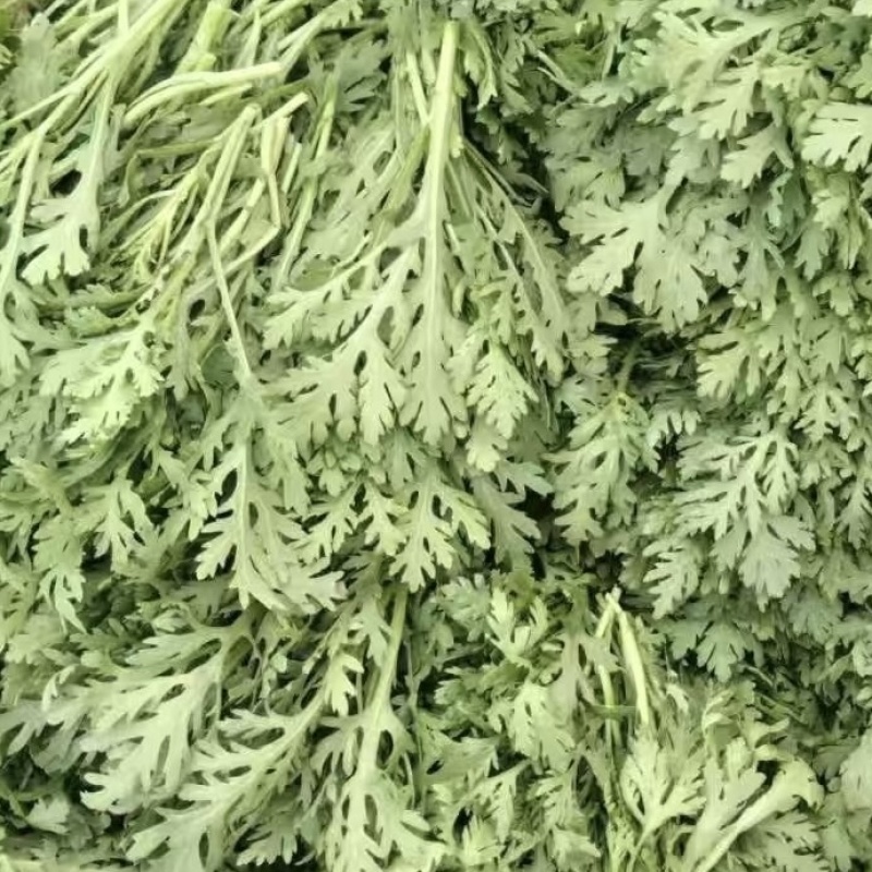 优质茼蒿菜，贵州基地直发，现采摘发货