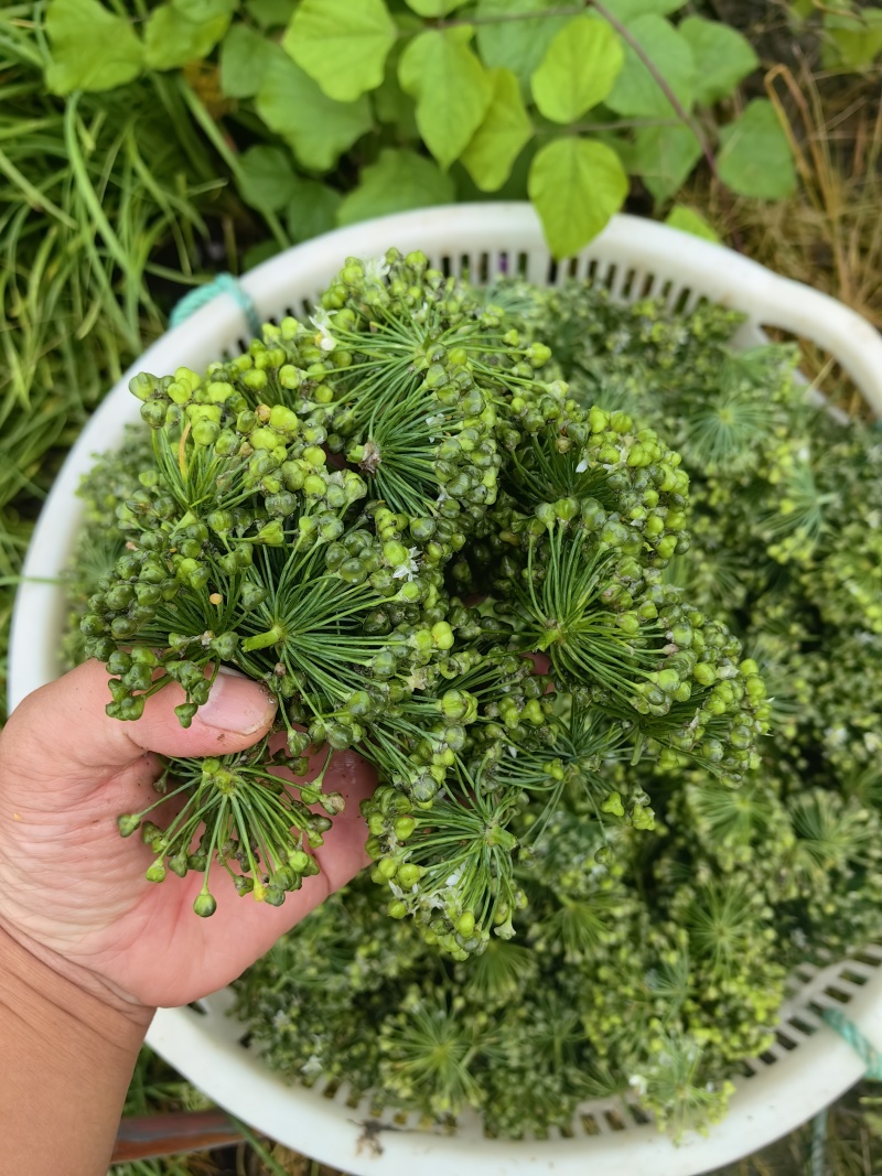 供应韭菜花:纯花,半花半籽,全籽韭菜花，当天采摘发货。