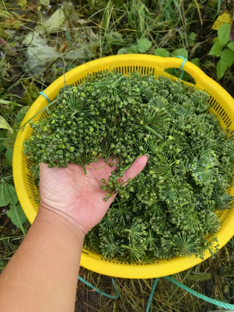 供应韭菜花:纯花,半花半籽,全籽韭菜花，当天采摘发货。