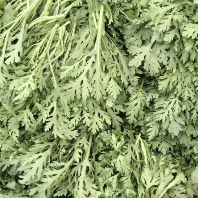 优质茼蒿菜，贵州基地直发，现采摘发货