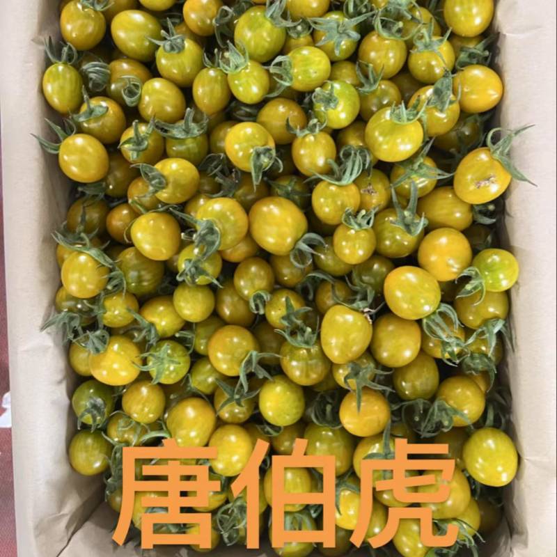 山东圣女果/寿光千禧圣女果/品种规格齐全/一件代发便宜