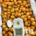 山东圣女果/寿光千禧圣女果/品种规格齐全/一件代发便宜