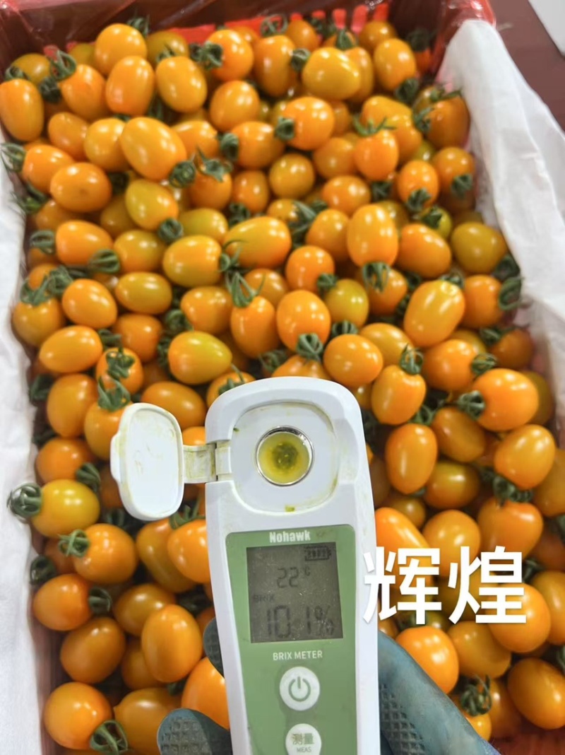 山东圣女果/寿光千禧圣女果/品种规格齐全/一件代发便宜