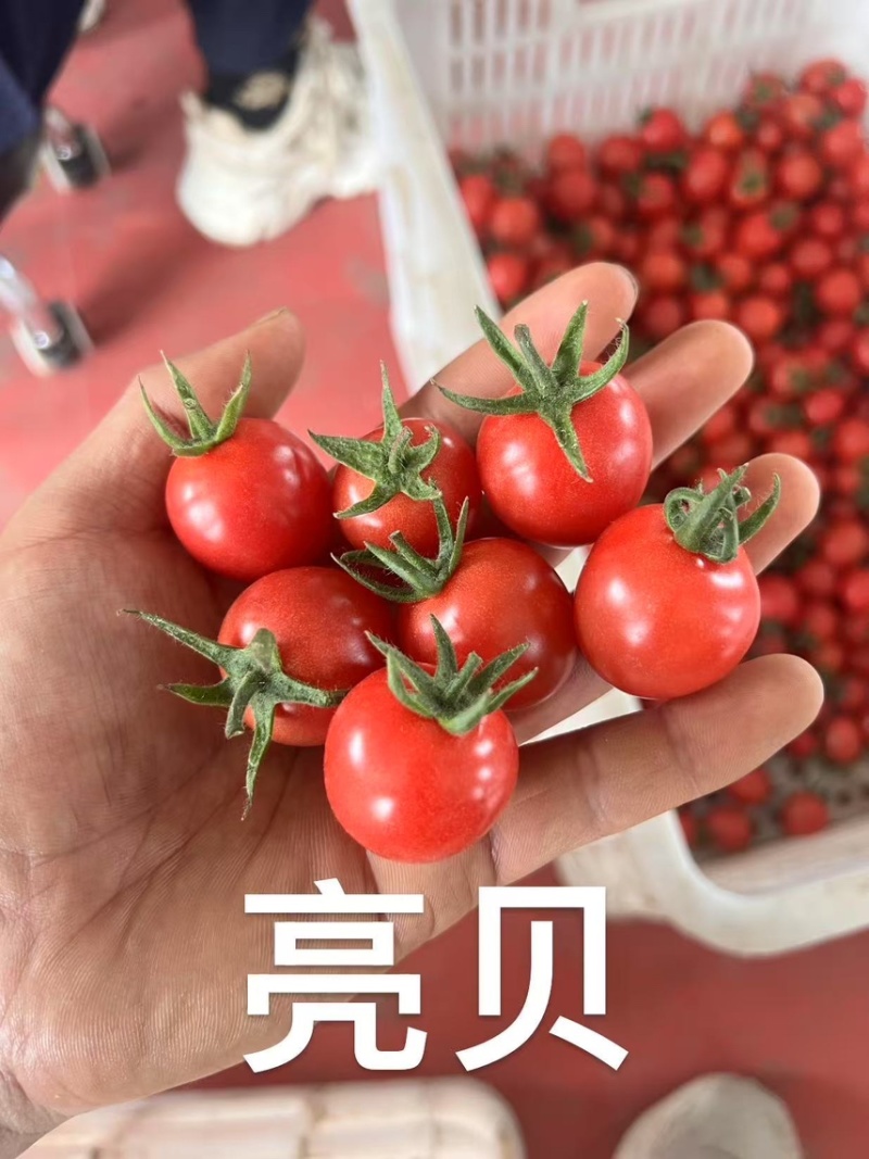 山东圣女果/寿光千禧圣女果/品种规格齐全/一件代发便宜