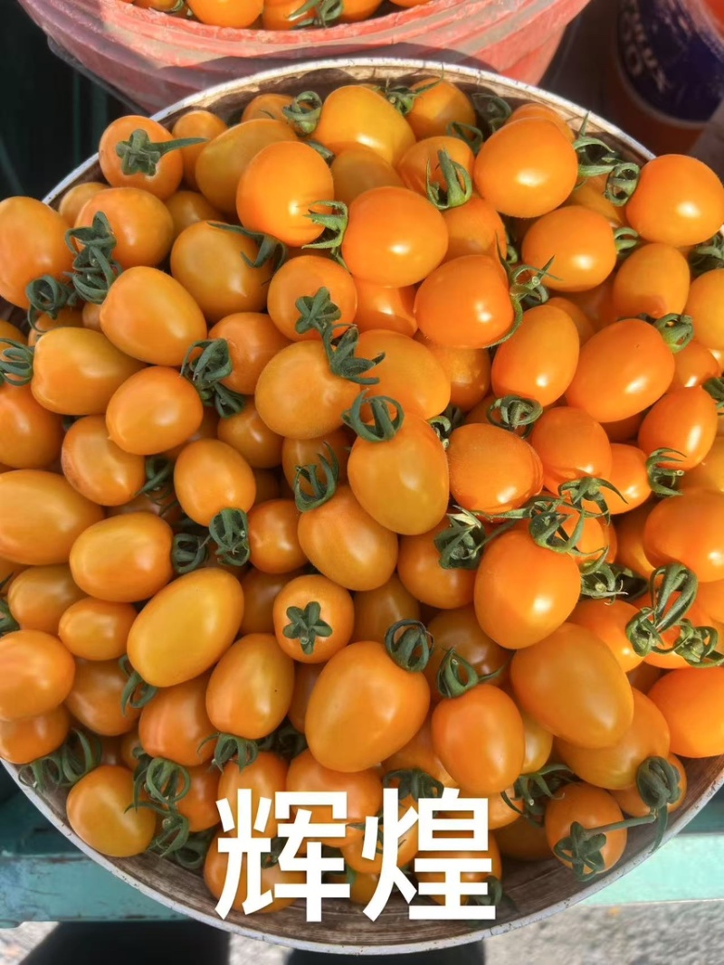 山东圣女果/寿光千禧圣女果/品种规格齐全/一件代发便宜