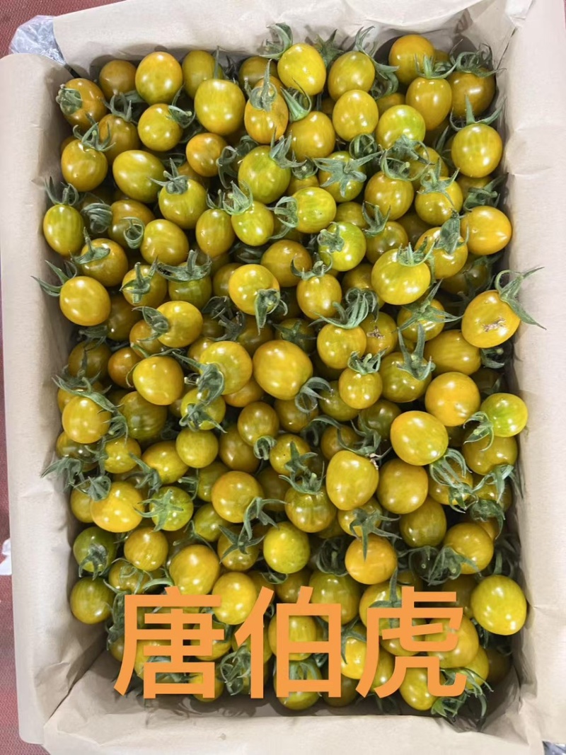 山东圣女果/寿光千禧圣女果/品种规格齐全/一件代发便宜