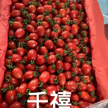 山东圣女果/寿光千禧圣女果/品种规格齐全/一件代发便宜