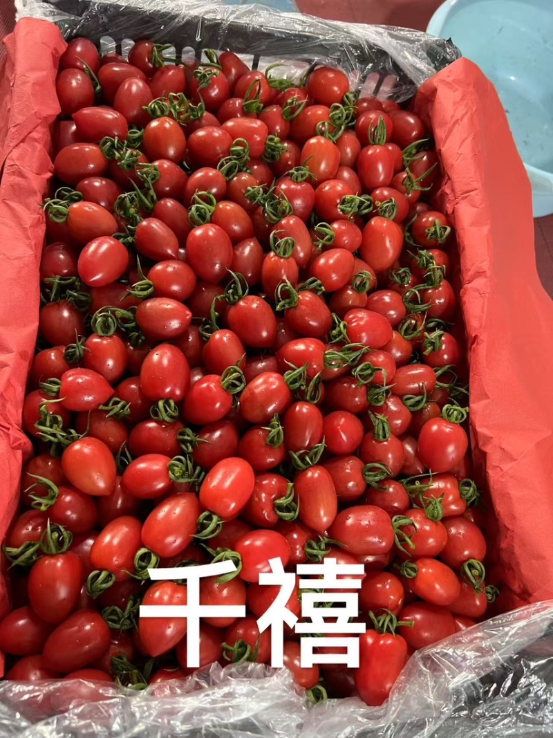 山东圣女果/寿光千禧圣女果/品种规格齐全/一件代发便宜